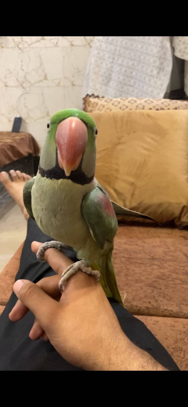 Raw parrot 0