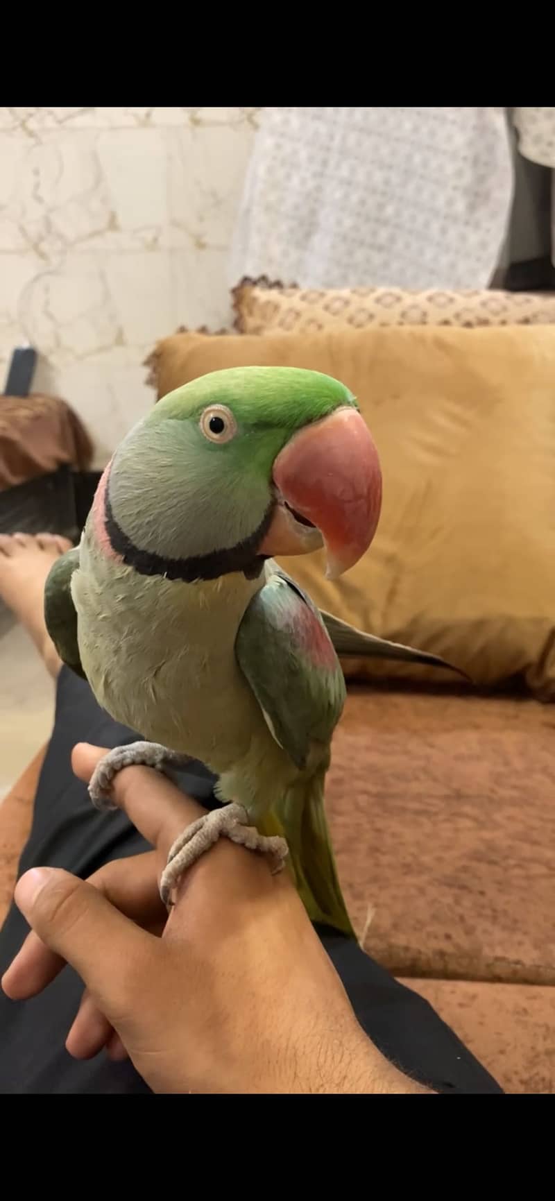 Raw parrot 1
