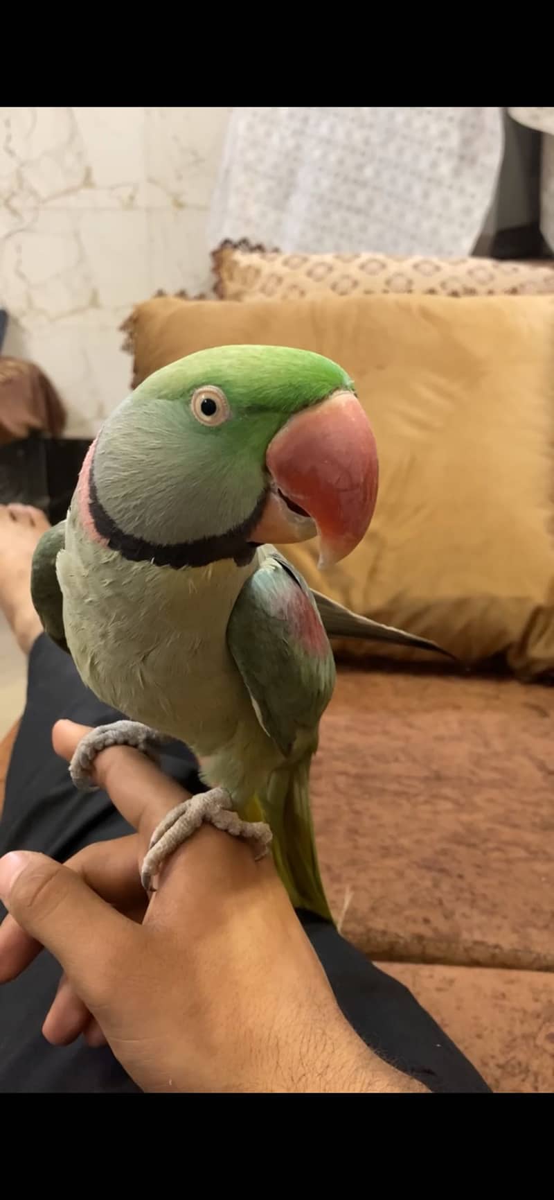 Raw parrot 2