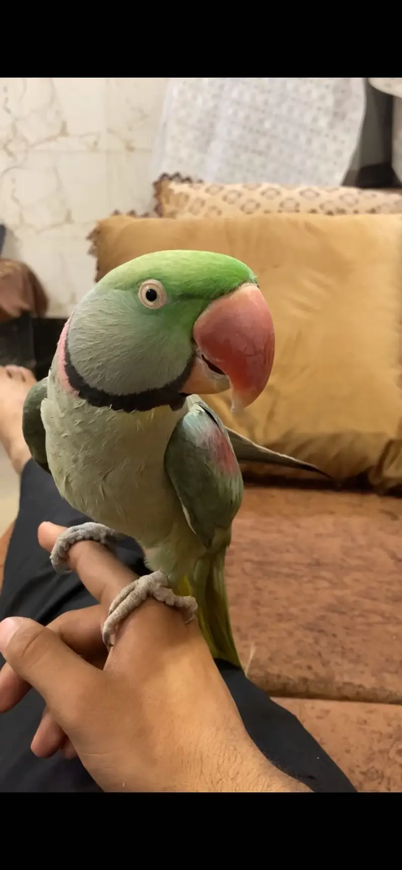 Raw parrot — photo 3