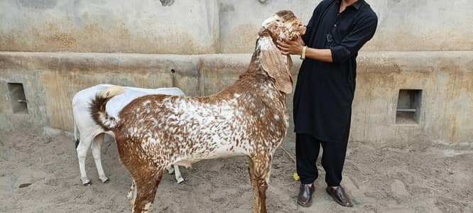 Makhi Cheena Breeder