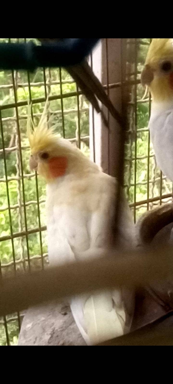 Parrots 0
