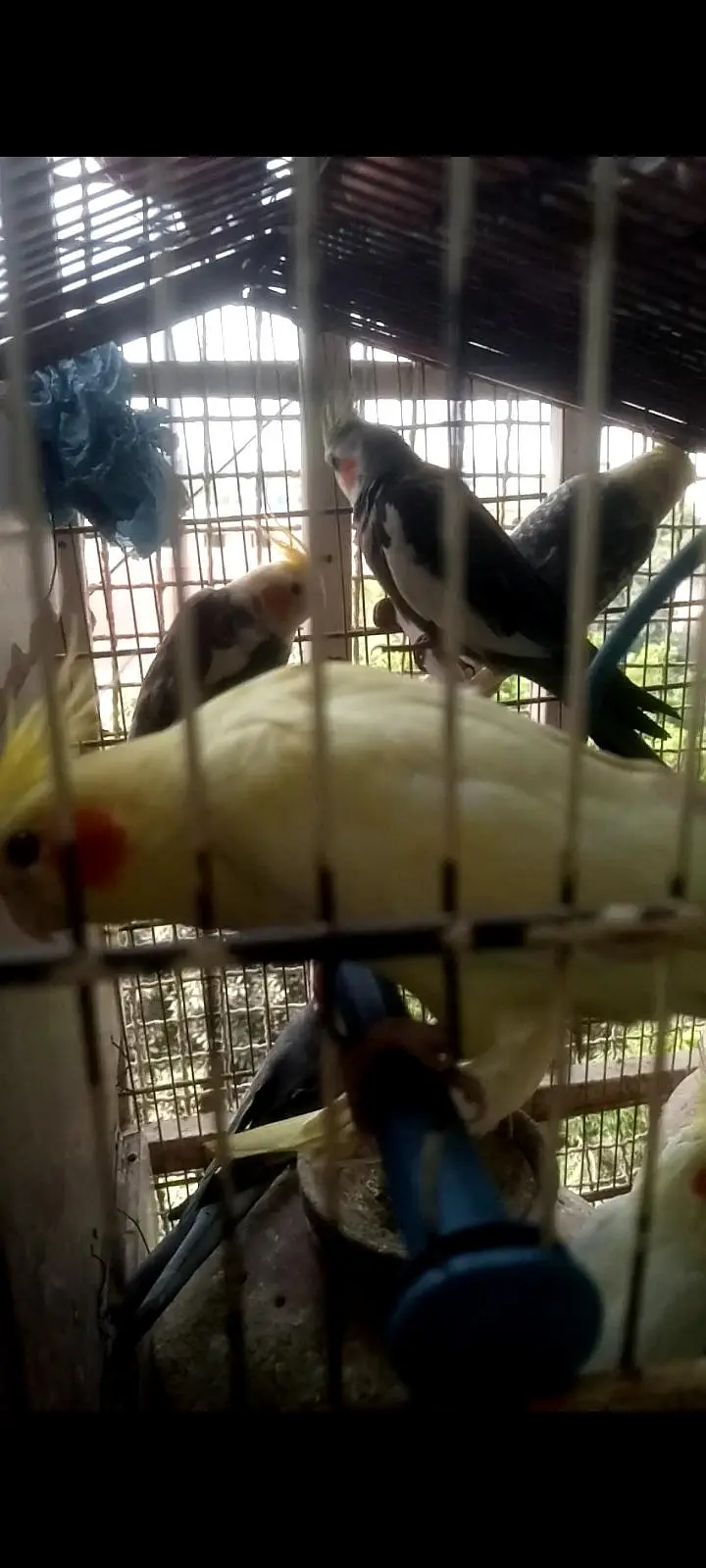 Parrots — photo 2
