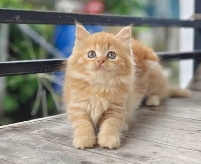 beautiful and healthy kittan far sale