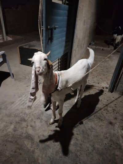 bakri for sale