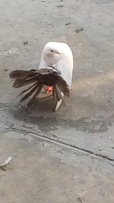 breeders pair for sell 0312/496/21/95 call or WhatsApp video on demand