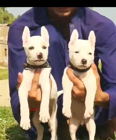 Kuwaiti gulteer male female for sale available