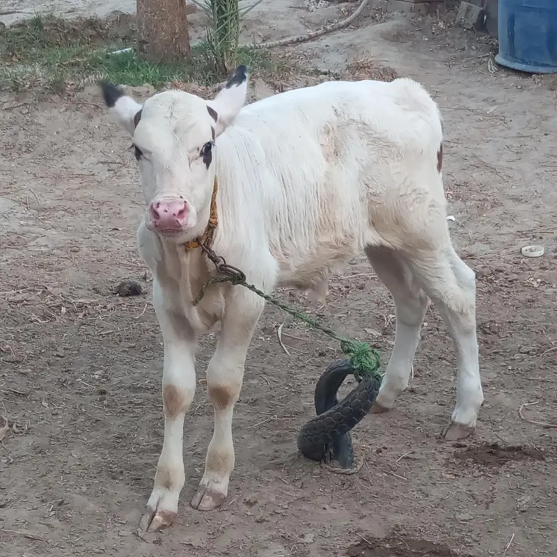 gulabi nukra — photo 2