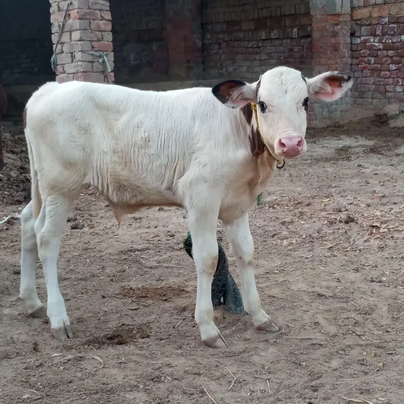 gulabi nukra — photo 3