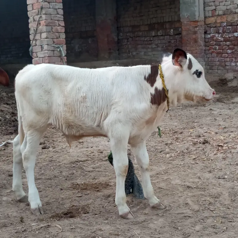 gulabi nukra — photo 4