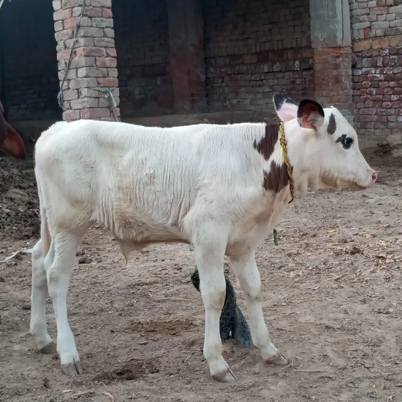 gulabi nukra — photo 5