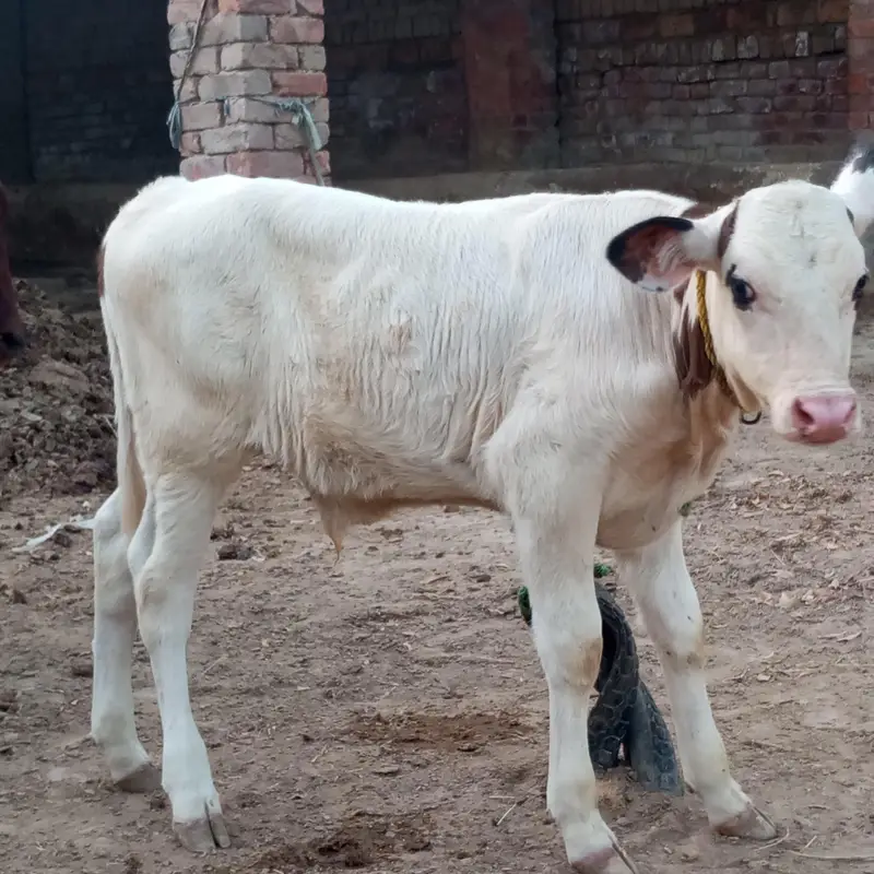 gulabi nukra — photo 6
