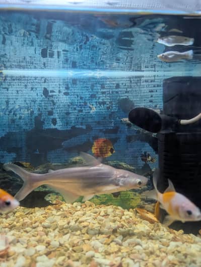 Shark Fish silver white