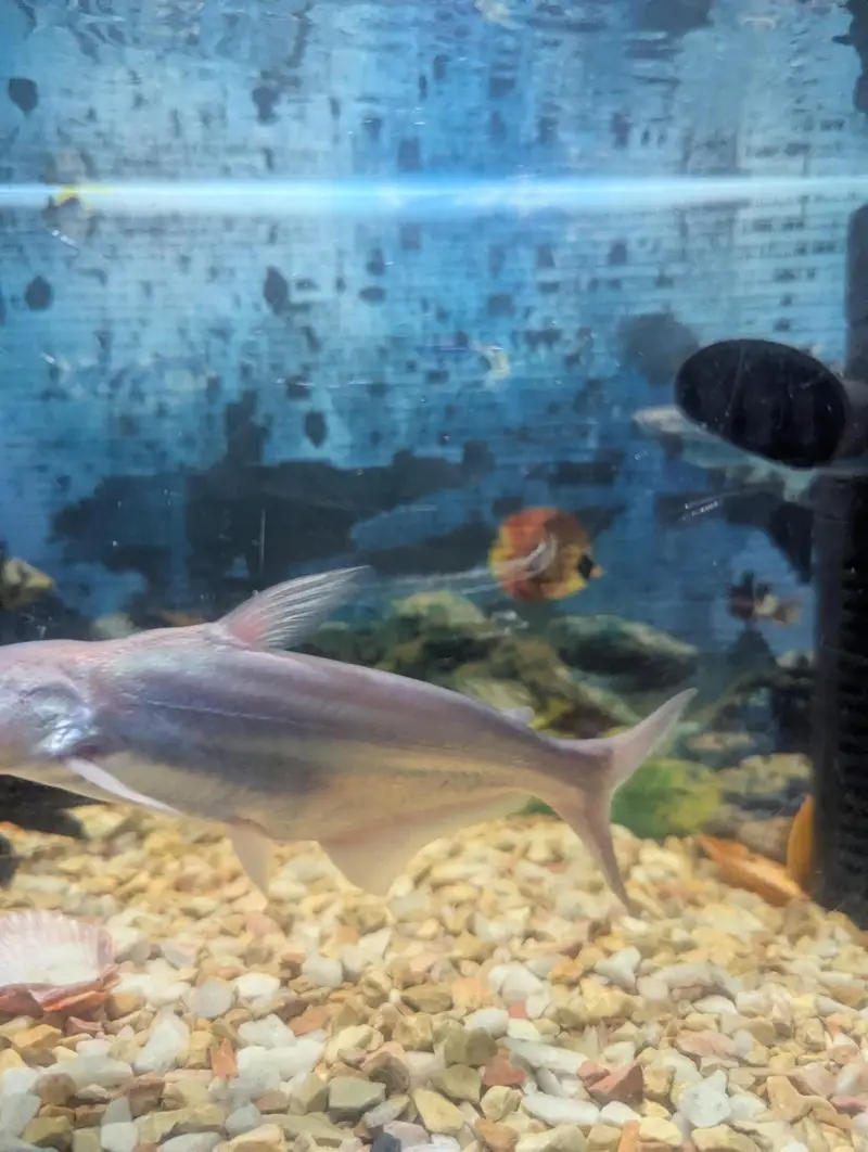 Shark Fish silver white — photo 2