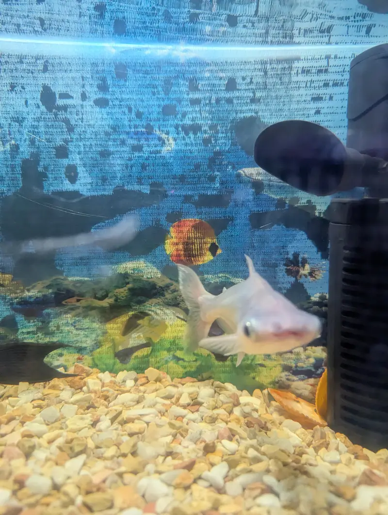 Shark Fish silver white — photo 4