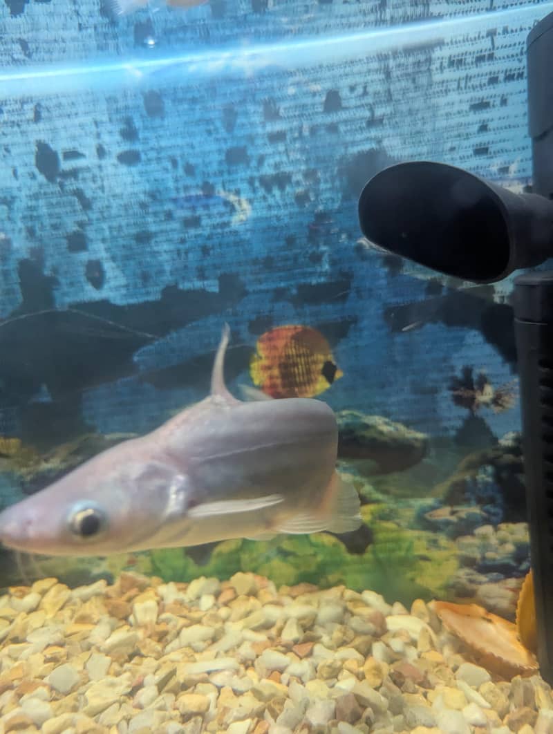 Shark Fish silver white 4