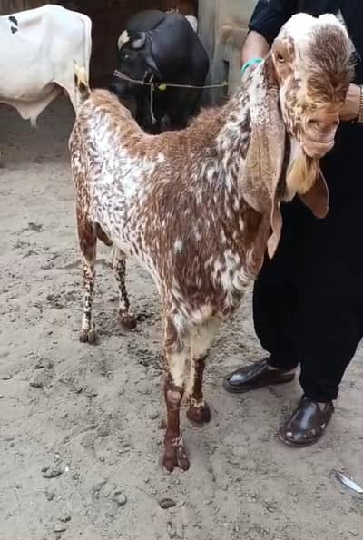 Makhi Cheena Breeder