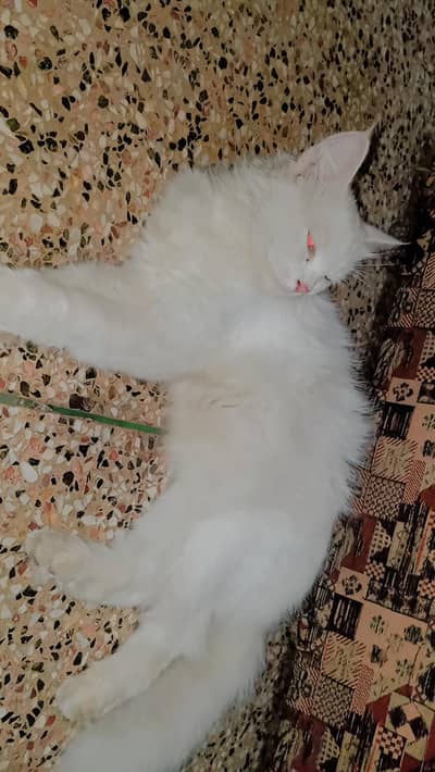 Persian cat female beautiful cat masha allah. . . .