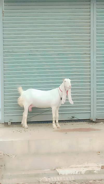 gulabi Goat bakri