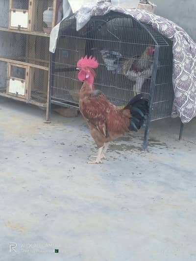 Healthy and Active Desi Murghay