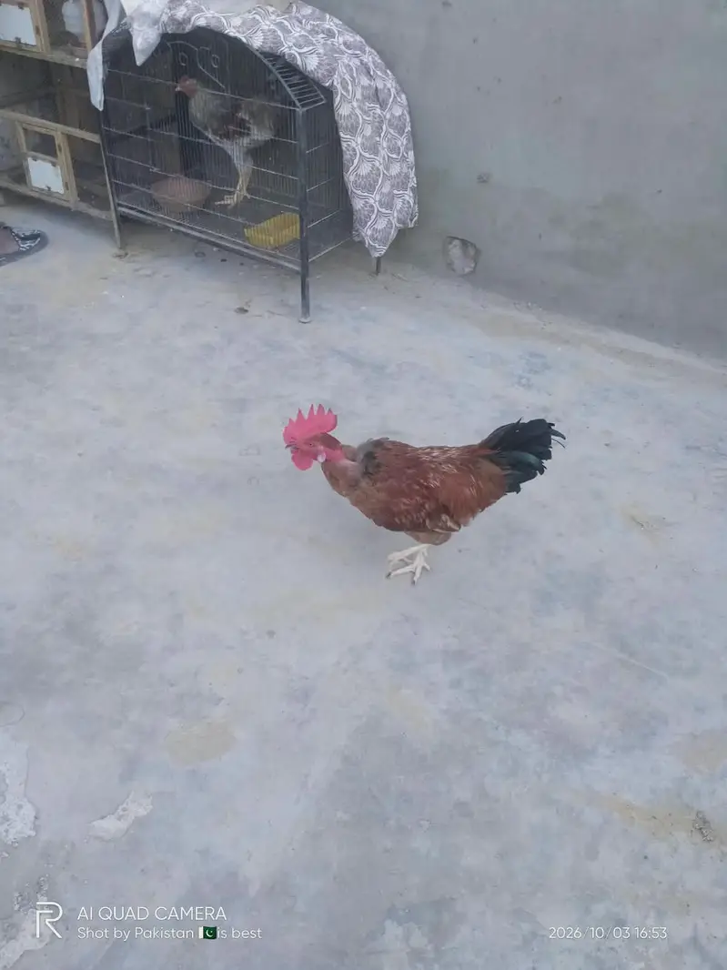 Healthy and Active Desi Murghay — photo 2