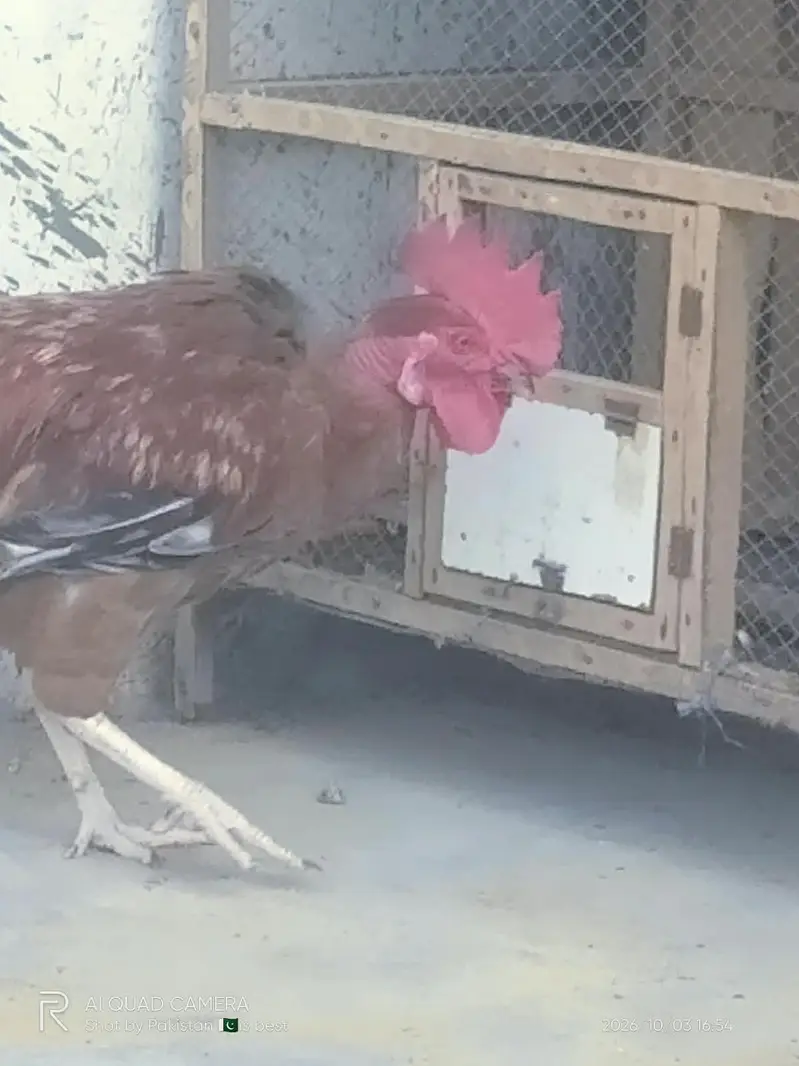 Healthy and Active Desi Murghay — photo 3