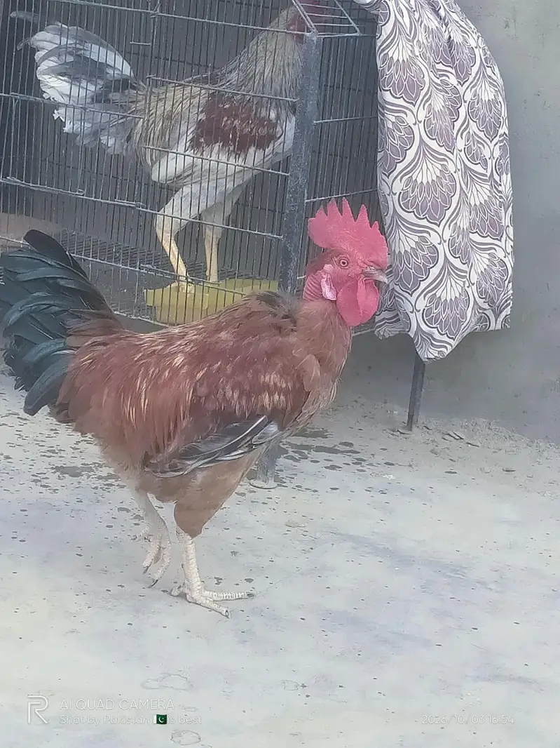Healthy and Active Desi Murghay — photo 5