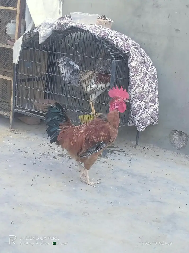 Healthy and Active Desi Murghay — photo 6