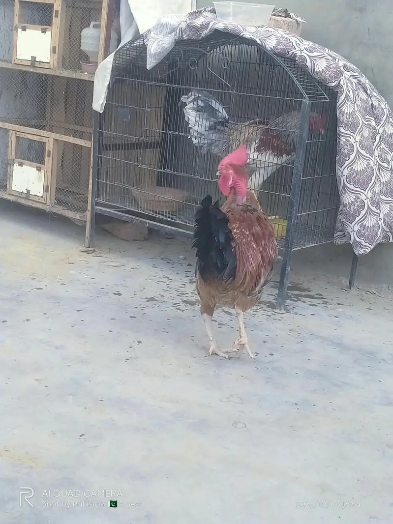 Healthy and Active Desi Murghay — photo 7