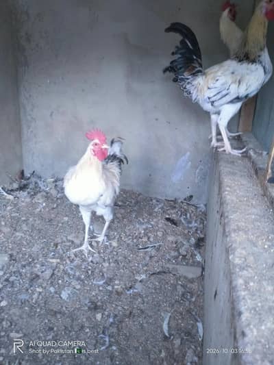 Healthy and Active Desi Murghay