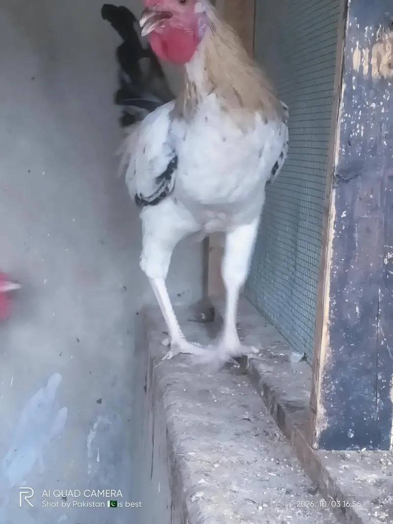 Healthy and Active Desi Murghay — photo 10