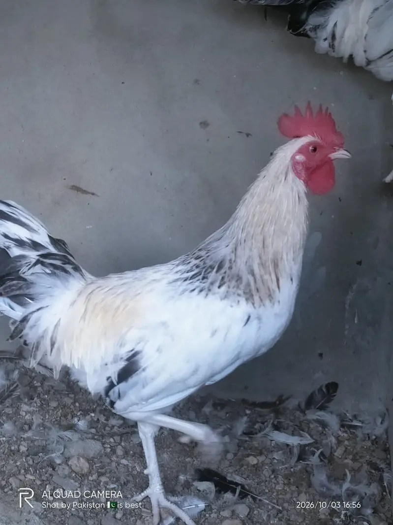 Healthy and Active Desi Murghay — photo 11