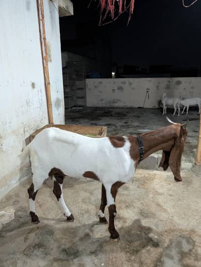 4 Dant Pateri Bakri for sale