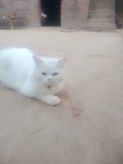Cat for sale