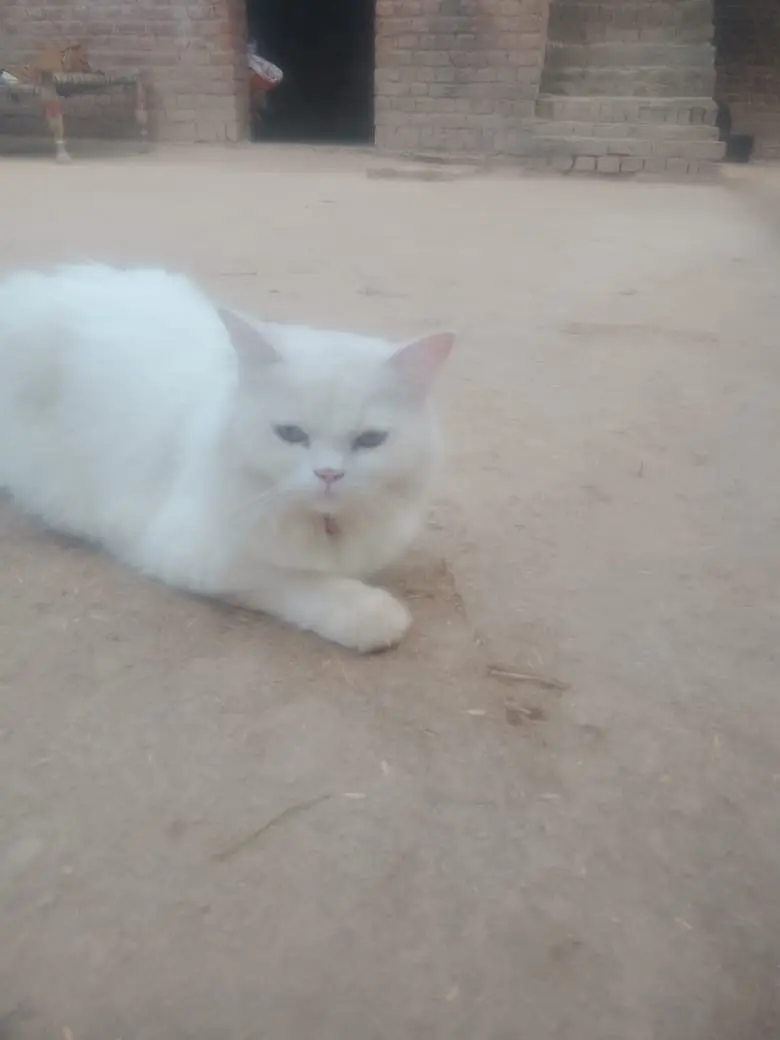 Cat for sale — photo 2