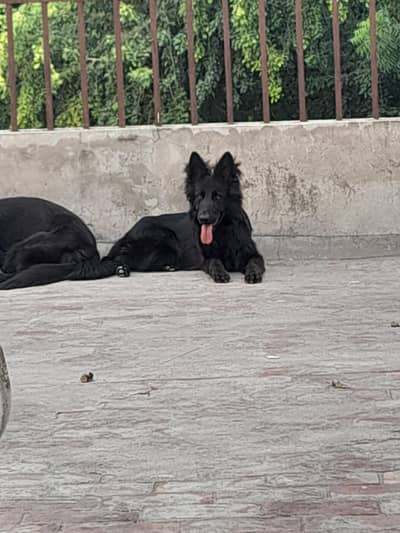 German Shepherd Female, black colour