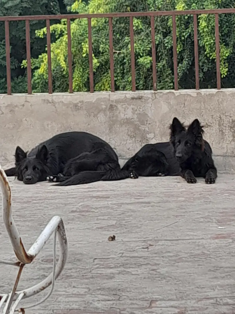 German Shepherd Female, black colour — photo 2
