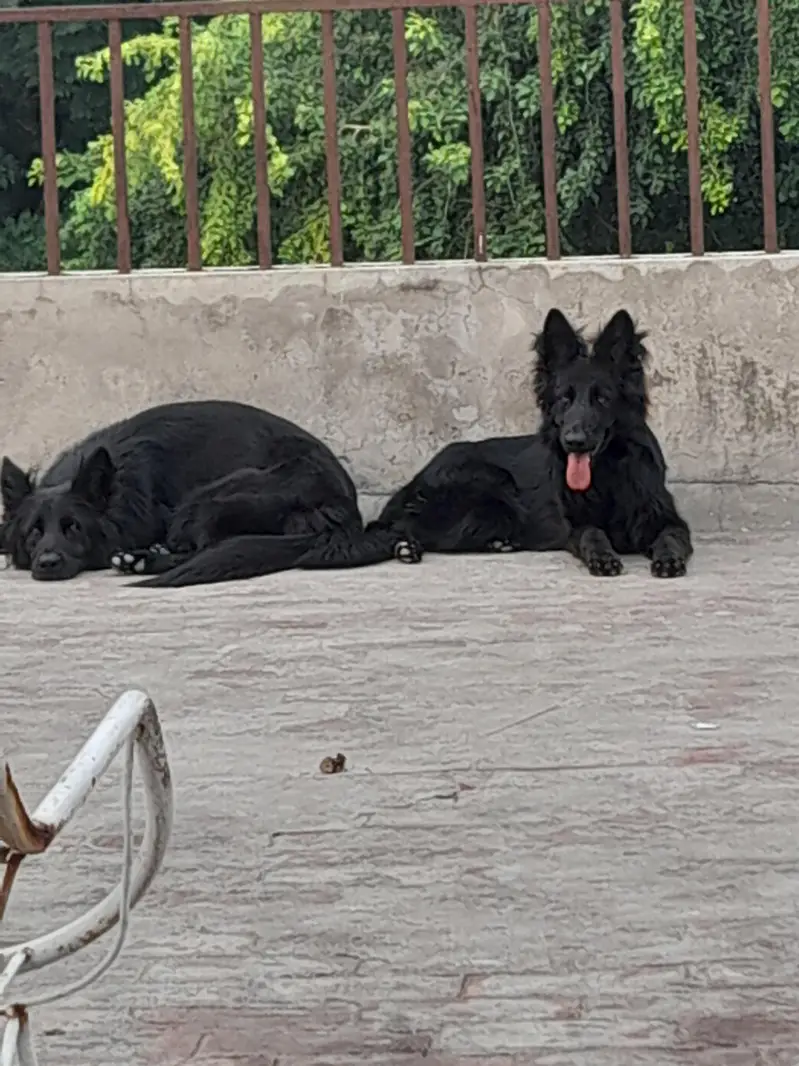German Shepherd Female, black colour — photo 3