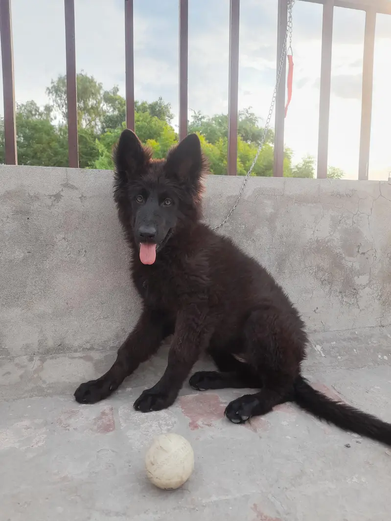 German Shepherd Female, black colour — photo 4