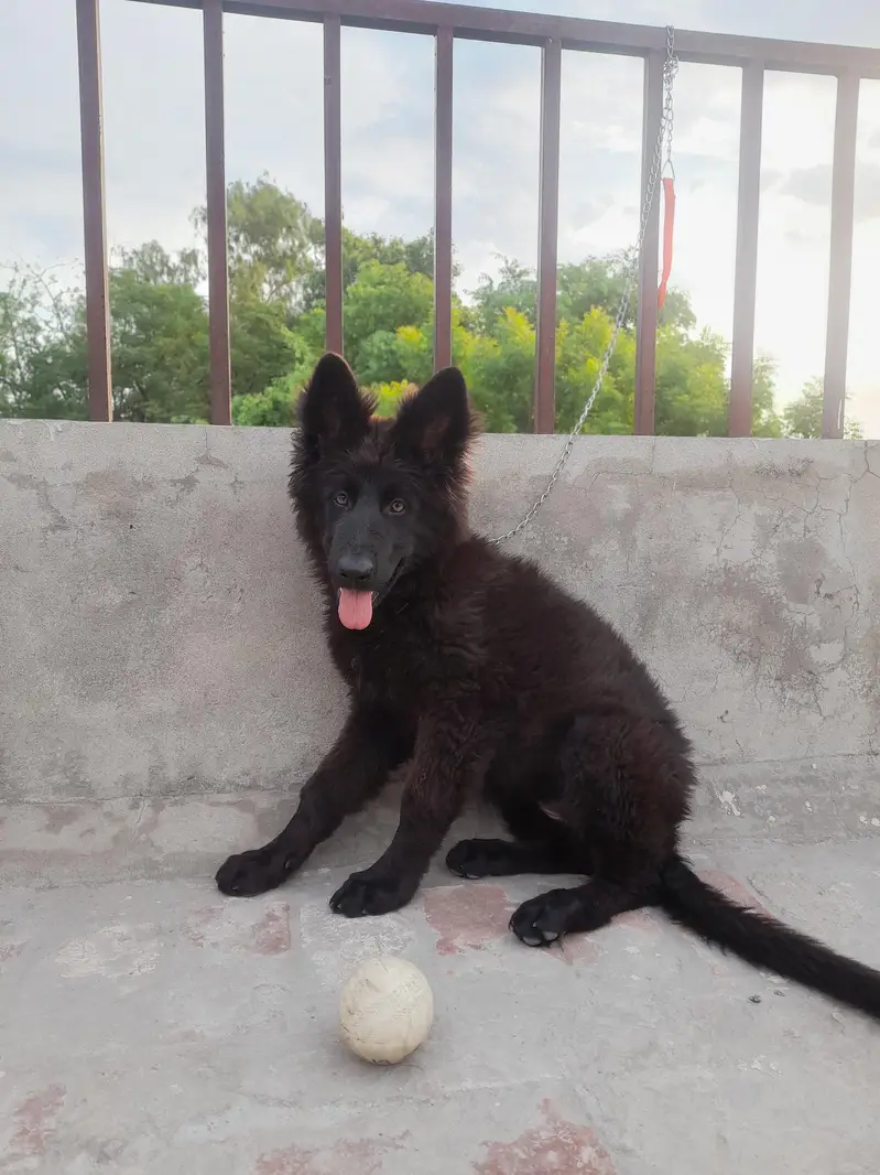 German Shepherd Female, black colour — photo 5