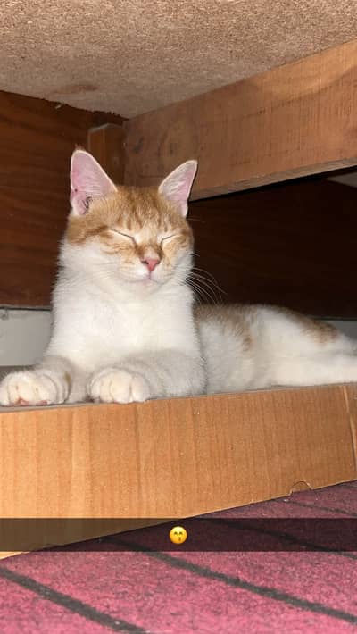 Cute orange and white cat for sale