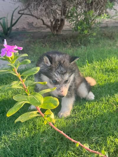 Husky x Alaskn malamute puppy
