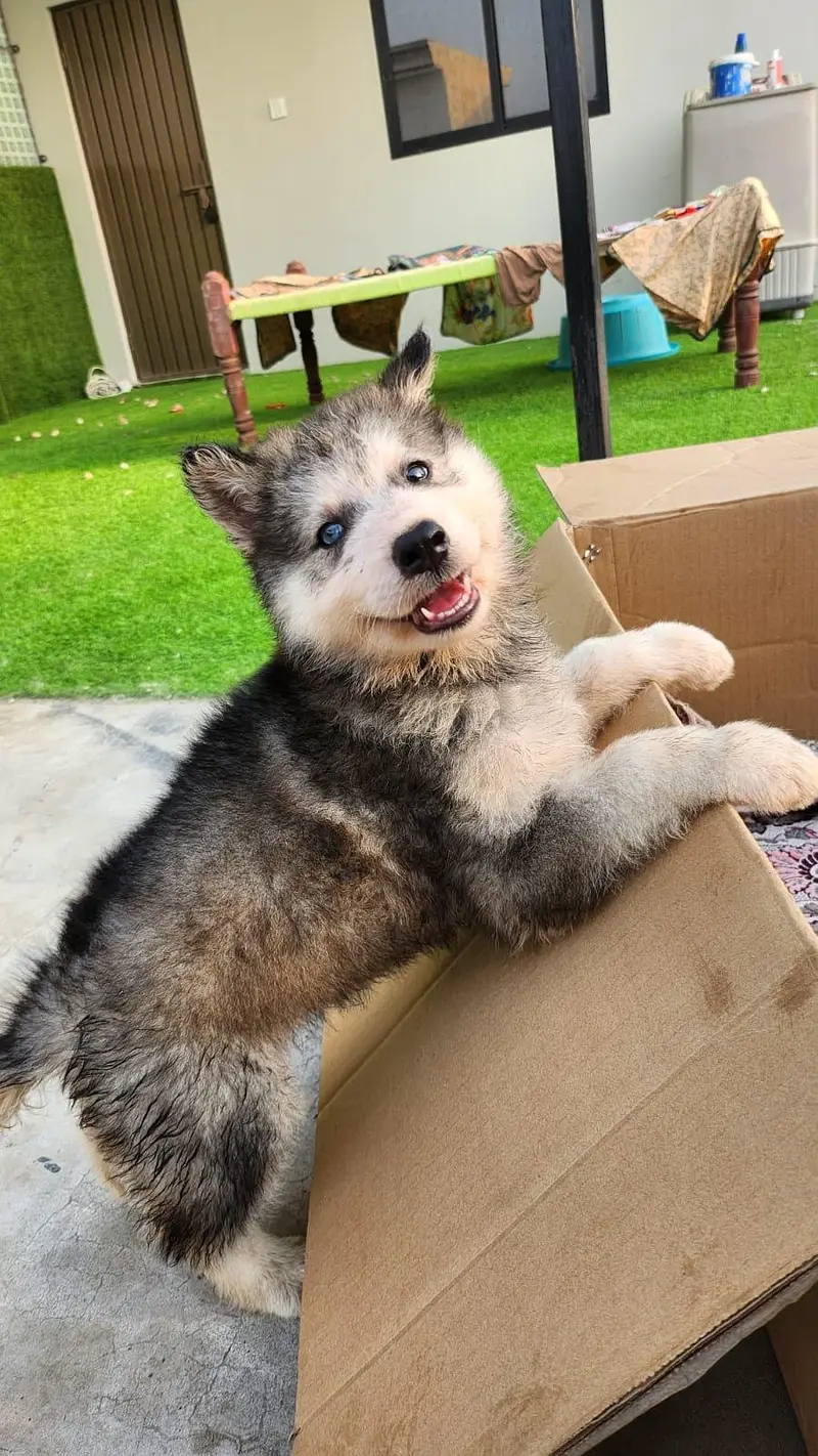 Husky x Alaskn malamute puppy — photo 3