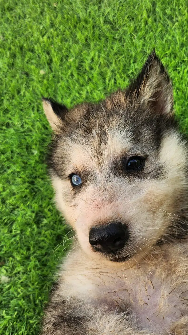 Husky x Alaskn malamute puppy — photo 4