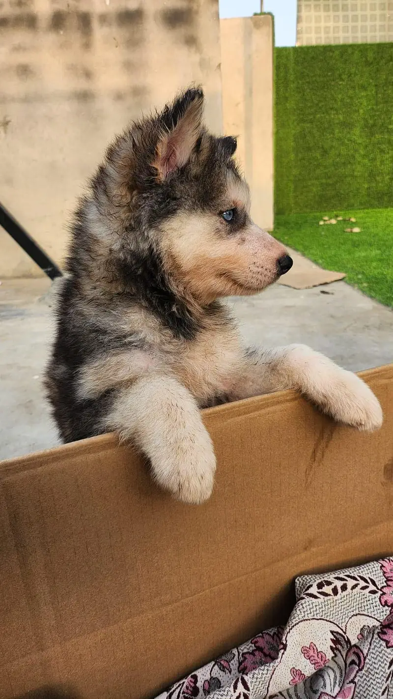 Husky x Alaskn malamute puppy — photo 5