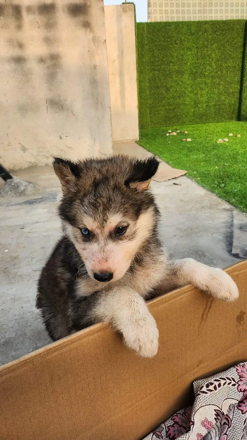 Husky x Alaskn malamute puppy — photo 6