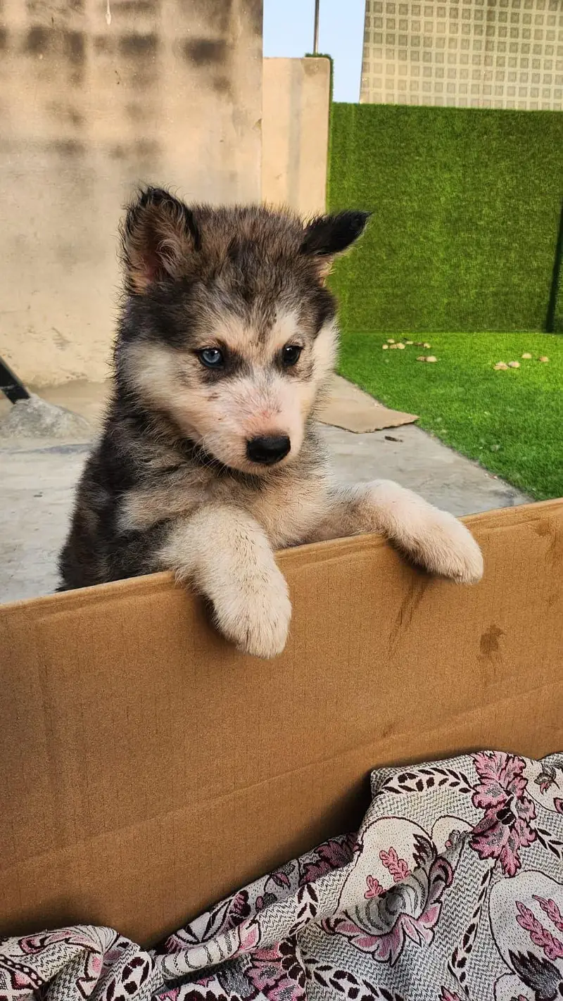Husky x Alaskn malamute puppy — photo 7