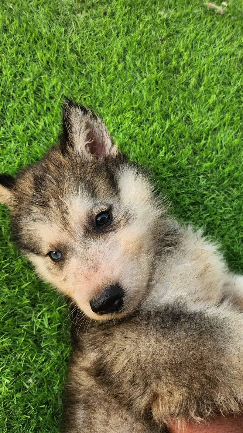 Husky x Alaskn malamute puppy — photo 8