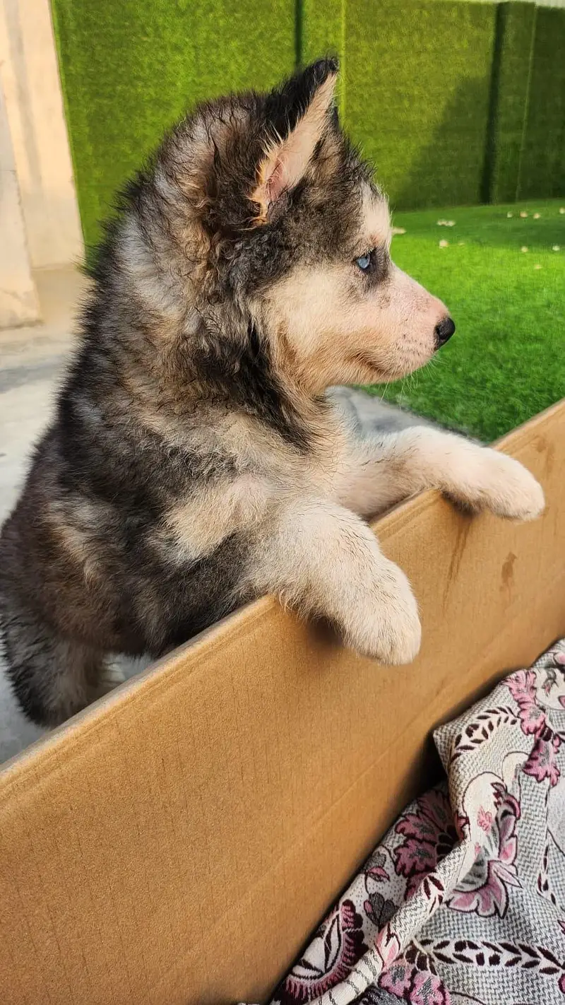 Husky x Alaskn malamute puppy — photo 9