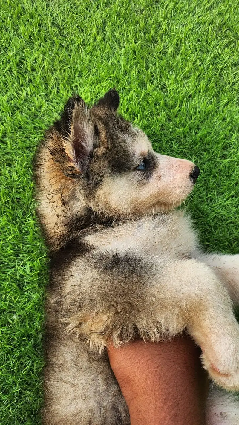 Husky x Alaskn malamute puppy — photo 10